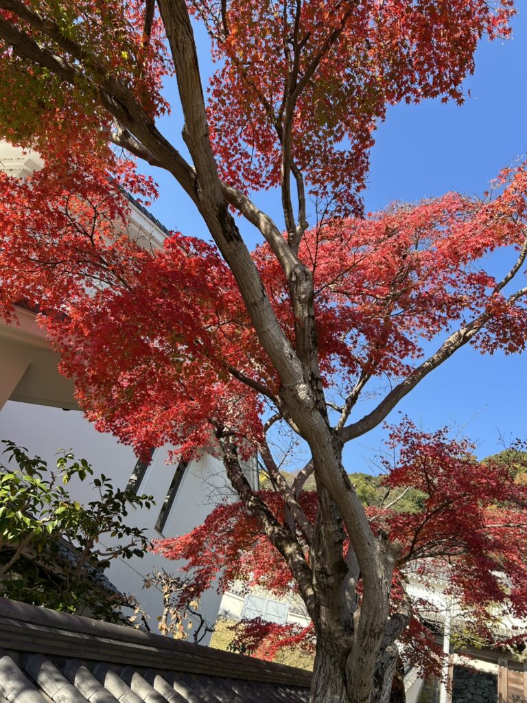 たつの公園の秋